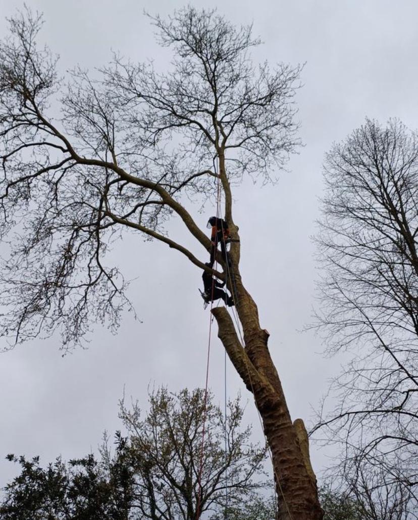 Réalisation élagage