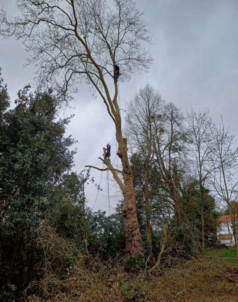 Réalisation élagage