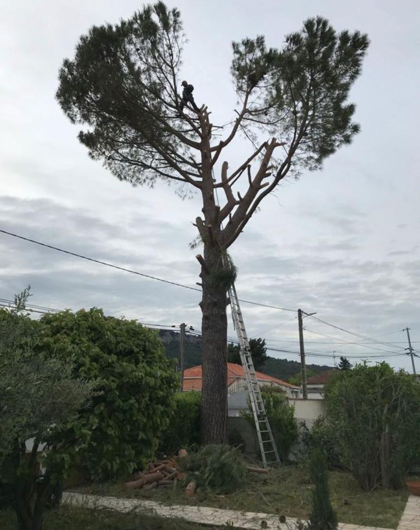 Réalisation élagage