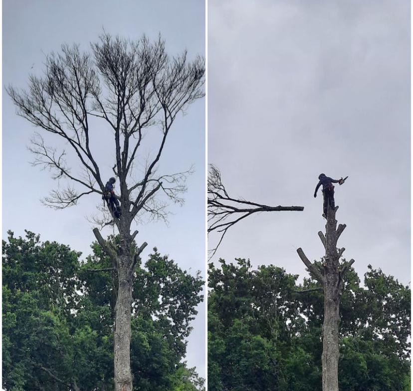 Réalisation élagage