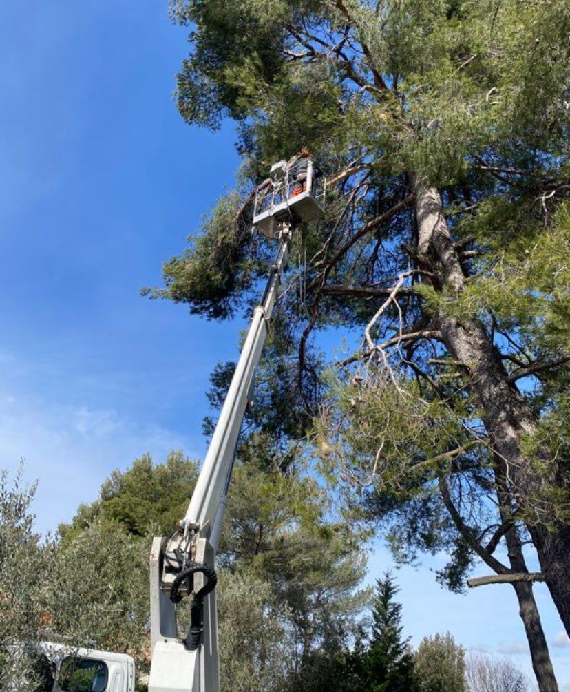 Réalisation élagage